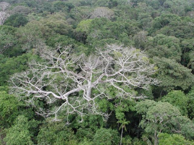 Datei:Amazonas Dürre Baum.jpg