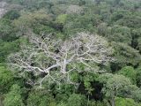 thuRCP-Szenarien Abgestorbener Baum durch die Dürre 2015 Lizenz: Public domain