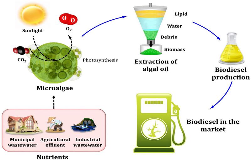 Datei:Biodiesel from microalgae.jpg