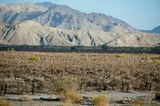 Von der Dürre 2014 geschädigter Weinanbau im Coachella Tal, Kalifornien, Foto: 10.7.2014 Lizenz: public domain