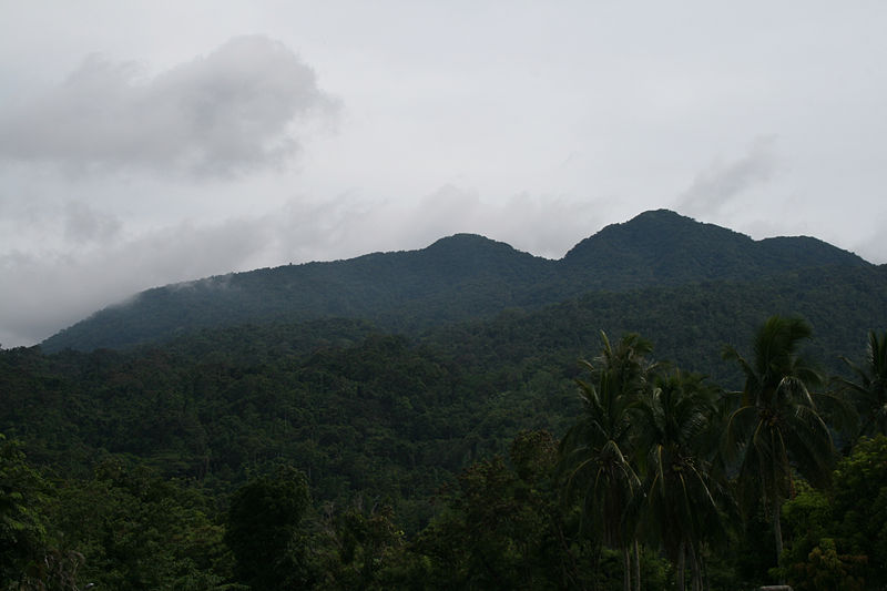 Datei:Philippinischer Regenwald.jpg