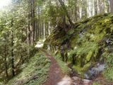 Wald in der gemäßigten Zone Oregon, USA Lizenz: CC BY-SA