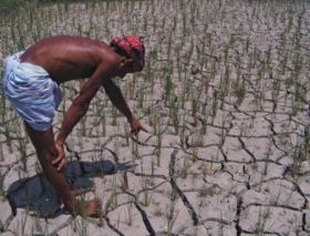 Datei:Bangladesh paddy drought.jpg