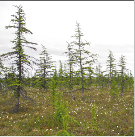 Datei:Forest-line Taimyr Sibiria.jpg