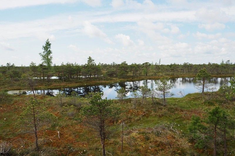 Datei:Kemeri Bog Letland pine trees.jpg