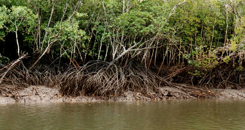 Datei:Mangroves Queensland Australia.jpg