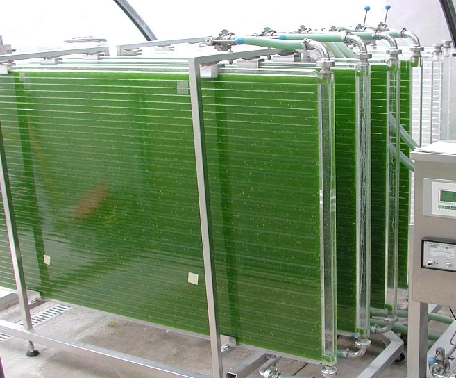 Datei:Photobioreactor microalgae.jpg
