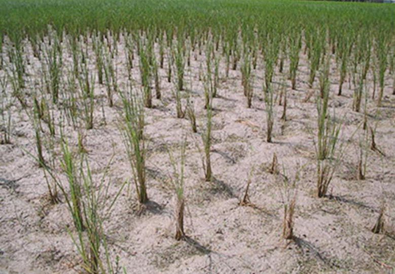 Datei:Salinity effect on rice.jpg