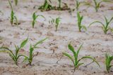 Junge Maispflanzen wachsen aus trockenem Oberboden 2019 Lizenz: public domain