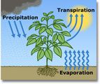 Transpiration und Verdunstung Klimafaktoren von Pflanzen Lizenz: public domain