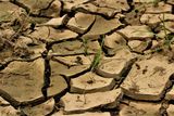 Trockener Boden in Nord-Indien Am mittleren Ganges, 16.1.2019 Lizenz: CC BY