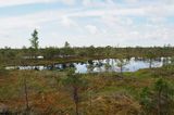 Moorgebiet im Kemeri-Nationalpark Lettland Lizenz: CC BY