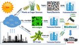 Biologische Produktion von Biodiesel mit CO2 Lizenz: CC BY