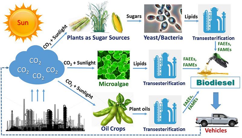 Datei:Microalgae biodiesel production.jpg