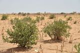 Hirsefeld in der Trockenzeit mit Büschen im Niger Lizenz: CC BY-SA