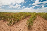 Soja-Feld in Texas Während der Dürre im August 2013 Lizenz: public domain