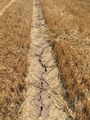 Trockener Boden in einem abgeernteten Getreidefeld 2015 Lizenz: public domain