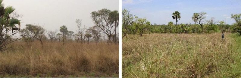 Datei:W-Africa humid savanna.jpg